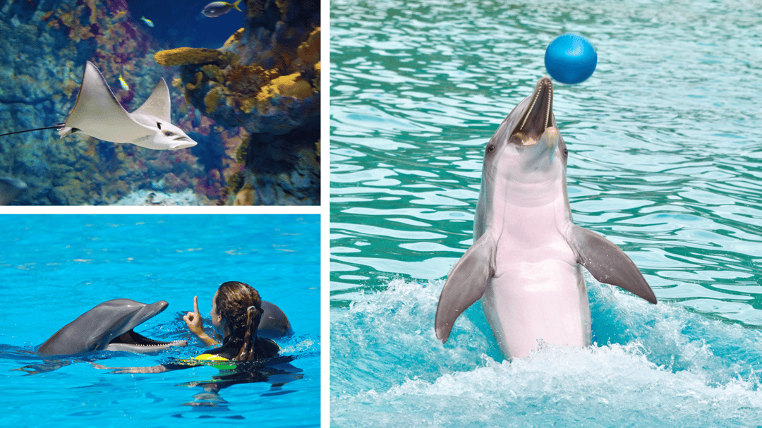 Gulf World Marine Park