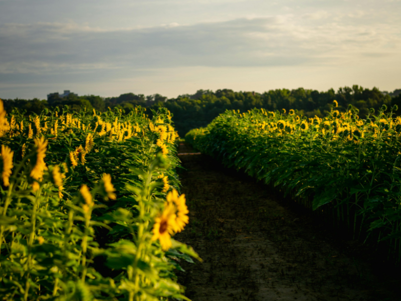 Fischer Homes New Home Build Opportunities in Raleigh, North Carolina. Image by Andretti Brown, Canva Pro license. Image shows a sunflower field at dusk with a small dirt path. Key Insight
