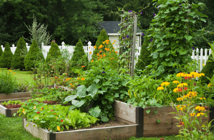 Vegetable Garden