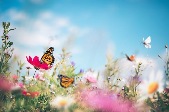 Sophia M. Sachs Butterfly House