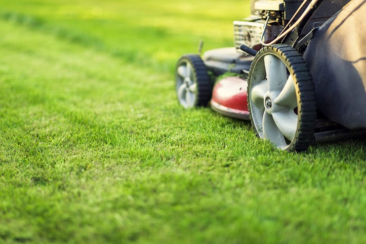 how-often-should-you-mow-your-lawn